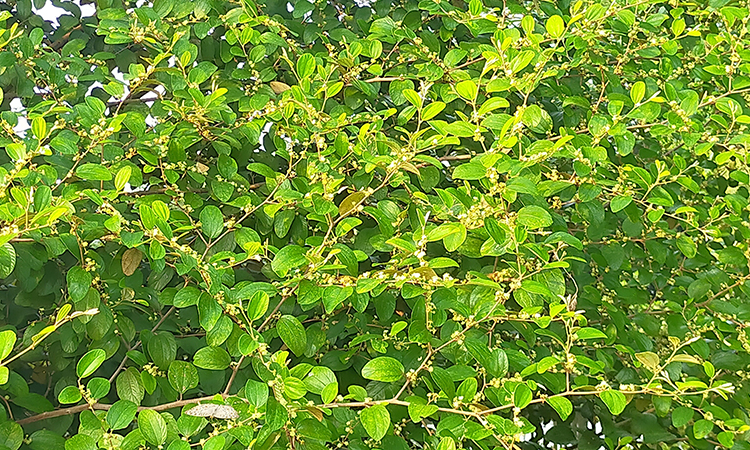 বরই ফুলের মিষ্টি ঘ্রাণ, ছুটছে মৌমাছির দল