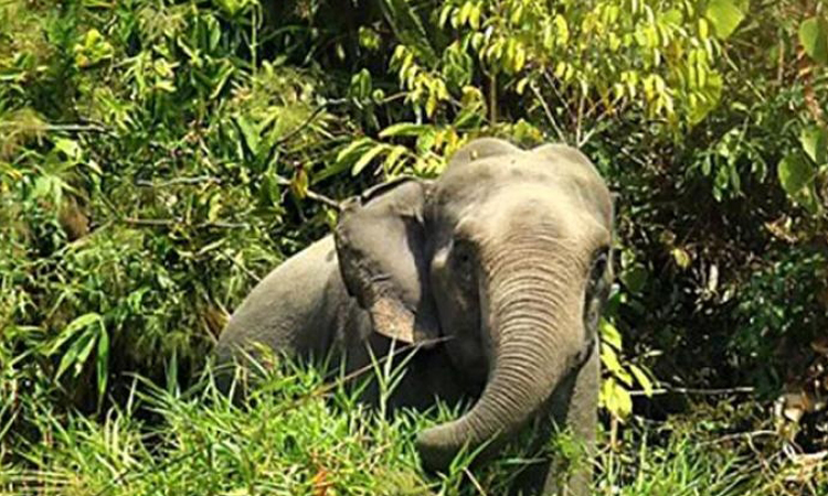 বন্য হাতি তাড়াতে গিয়ে প্রাণ গেল কৃষকের