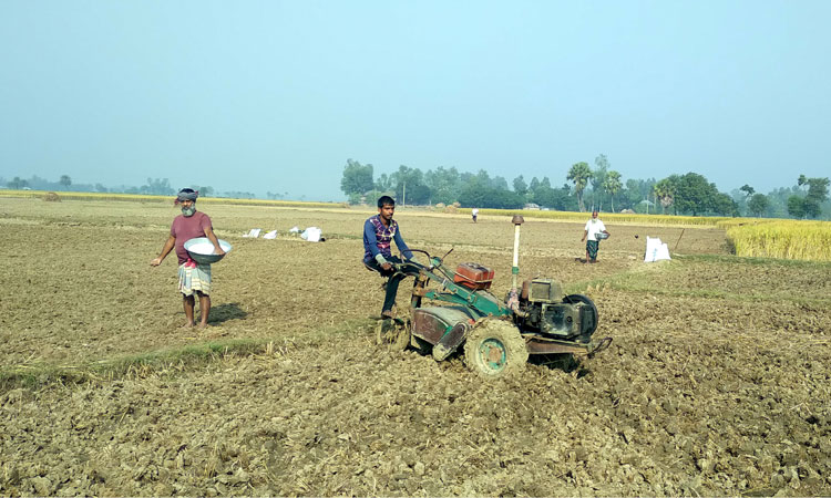 ধান কেটেই আলু-সরিষা চাষে ব্যস্ত কৃষকরা