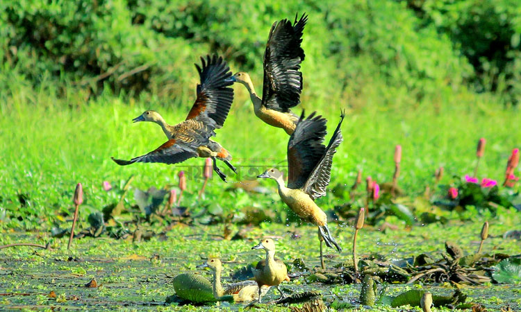 পরিযায়ী পাখির কলকাকলিতে মুখর জাবি