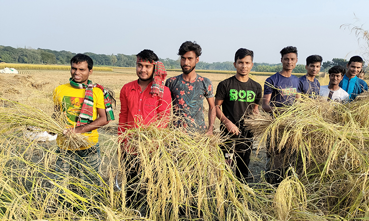 শীতবস্ত্রের জন্য মজুরিতে ধান কাটছে শিক্ষার্থীরা