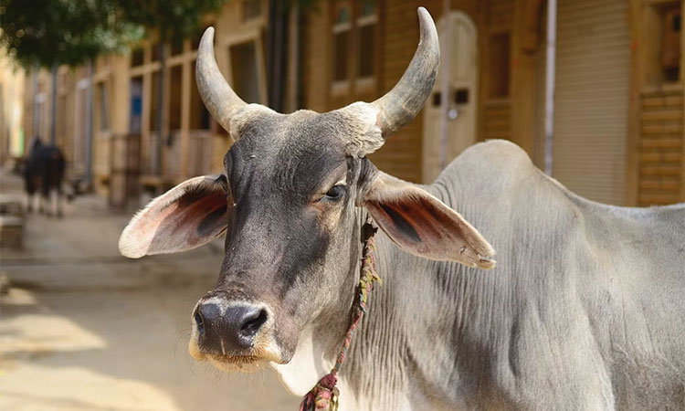 গরুর পেটে মিলল ৬৫ কেজি প্লাস্টিক