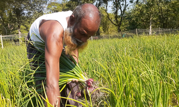 গ্রীষ্মের পেঁয়াজ চাষে সফল জলঢাকার কাজী রেফাজ