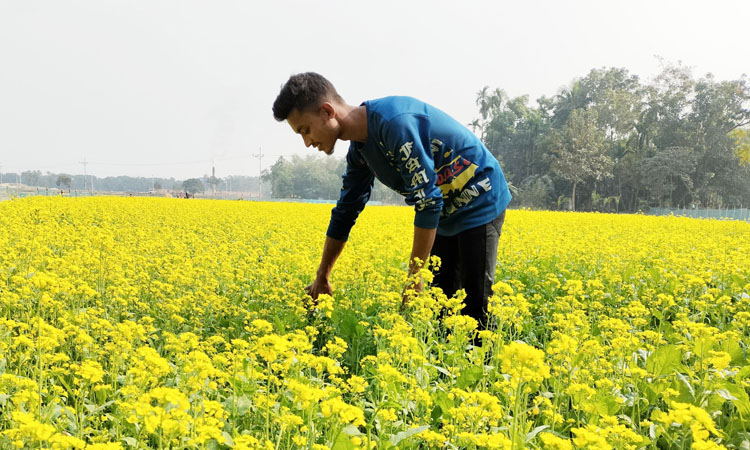 ফসলের মাঠে হলুদের হাতছানি