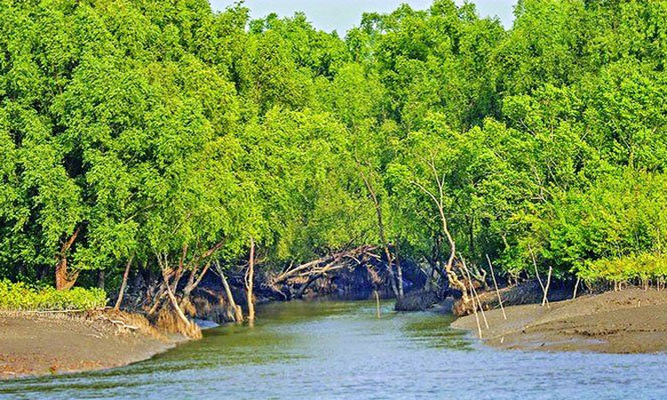 সুন্দরবেন র‍্যাবের বিশেষ অভিযান চলছে