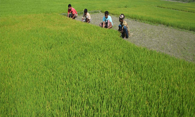 তাড়াইলে শীত-কুয়াশায় বিবর্ণ হচ্ছে বোরো বীজতলা