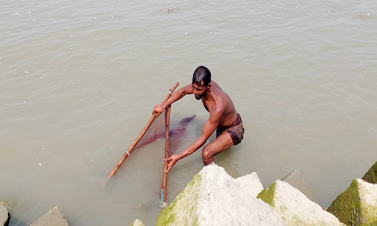 মেঘনায় প্রকাশ্যে ধ্বংস করা হচ্ছে লাখ লাখ রেণু পোনা