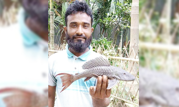 কুড়িগ্রামে ধরলা নদীতে মিললো বিরল প্রজাতির সাকার মাছ