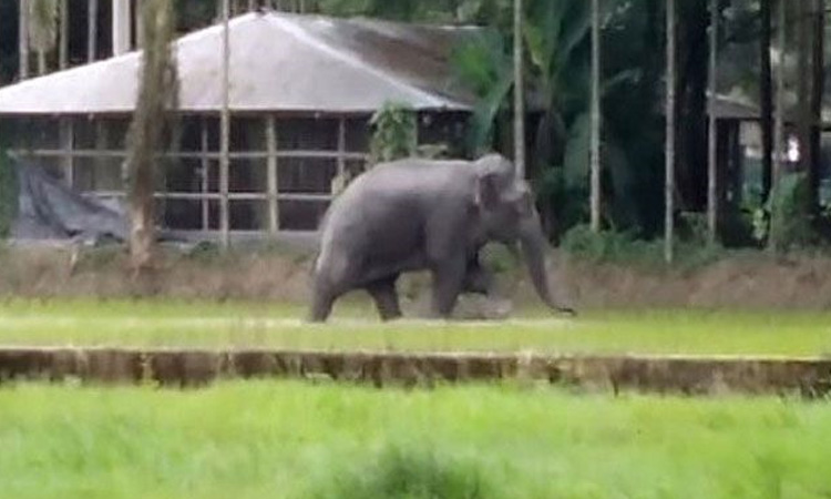 নামাজ শেষে বাড়ি ফেরা হলো না বৃদ্ধের