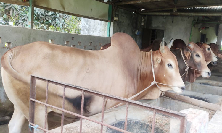 কোরবানির হাটে ২১ ষাঁড় তুলবেন মান্নান