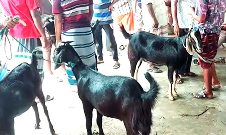 নওহাটায় ছাগলের ছাড়পত্রে বেশি টাকা নেওয়ার অভিযোগ