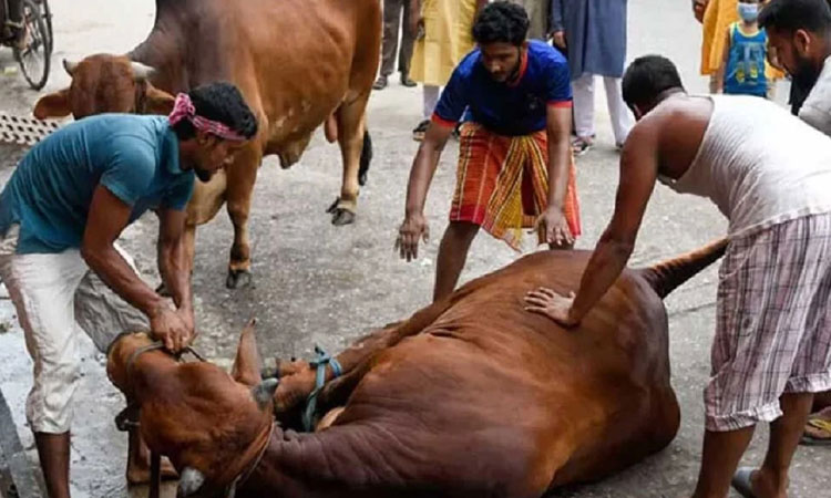 বৃষ্টিতে ভিজেই রাজধানীর অলিগলিতে পশু কোরবানি