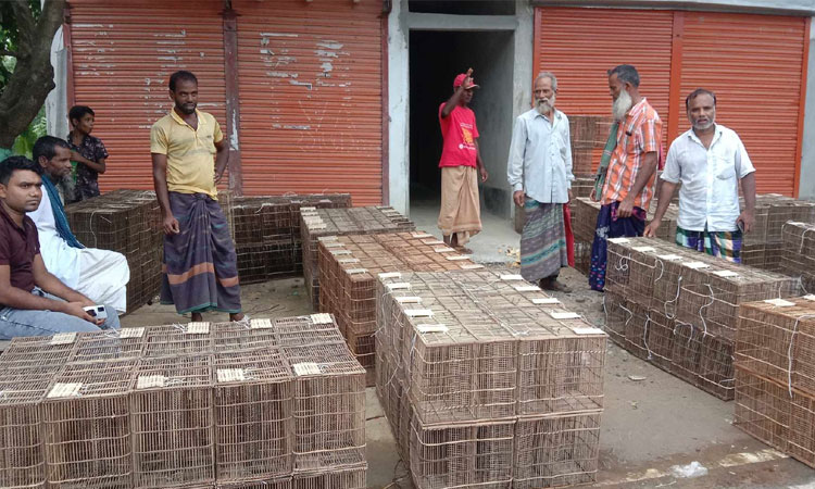 চলনবিলে বাড়ছে পানি, হাট-বাজারে খলসুনি বিক্রির ধুম