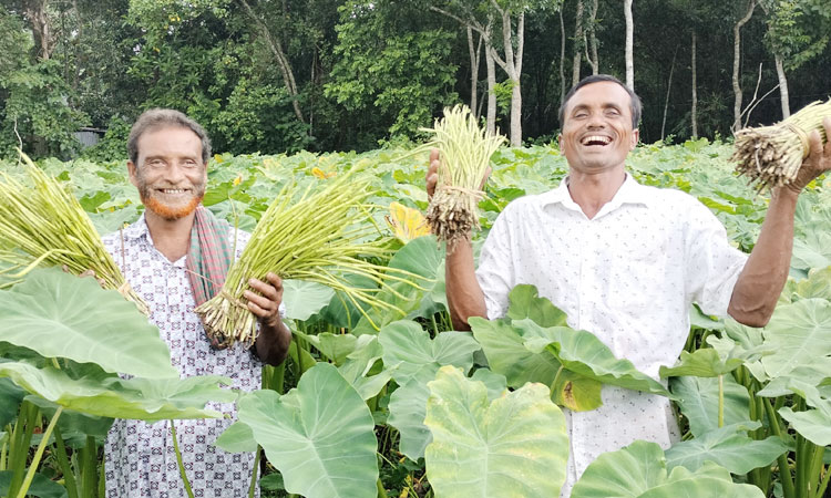 কচুর লতি চাষে ঝুঁকছে গৌরীপুরের কৃষকরা