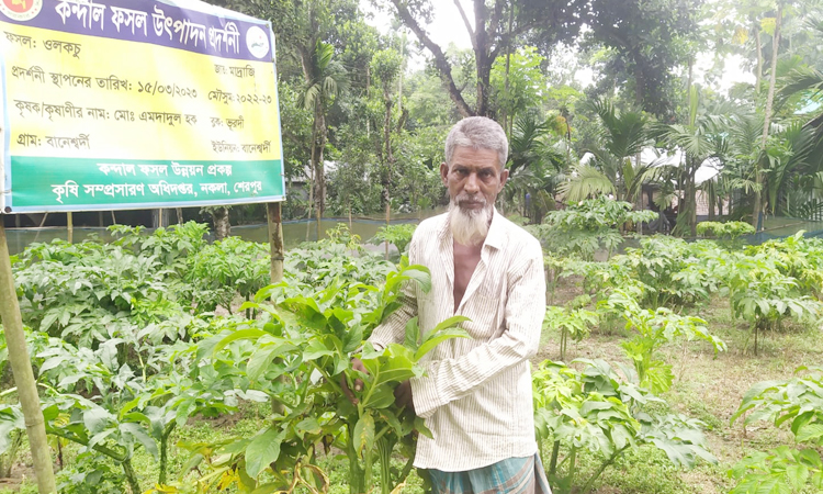 নকলায় বাণিজ্যিকভাবে ওলকচু চাষ শুরু