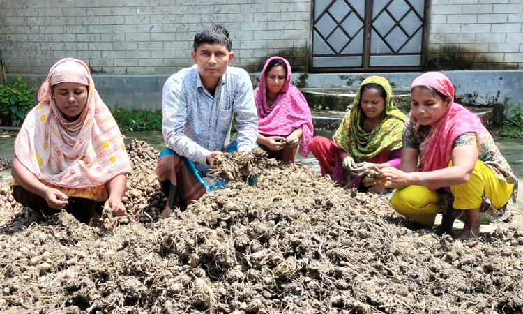 কচুর মুখির ভালো ফলন, দামে খুশি কৃষক