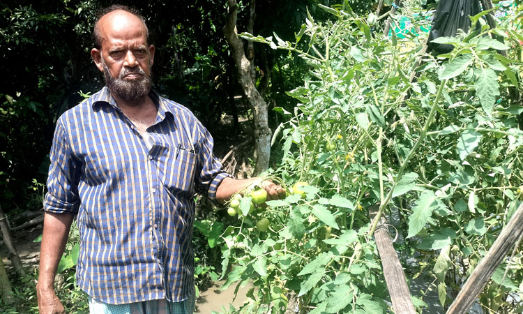 অসময়ে টমেটো চাষে আব্দুল লতিফের বাজিমাত