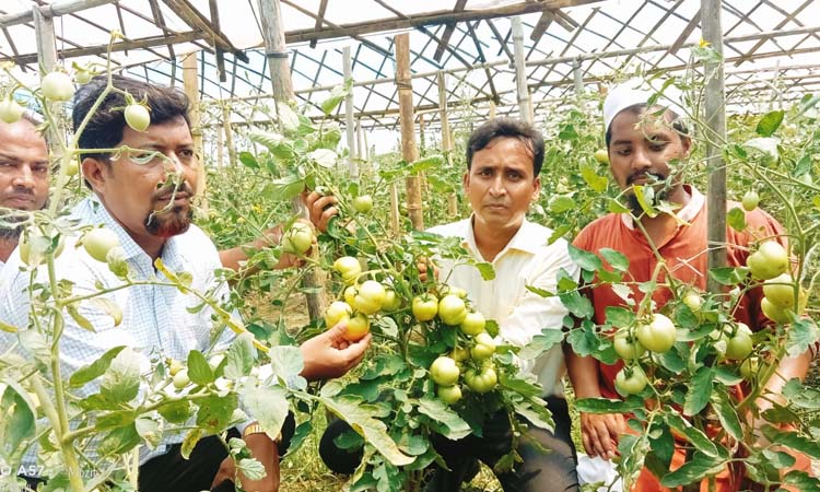 বর্ষা মৌসুমে টমেটো চাষে লাভবান সুবর্ণচরের চাষিরা