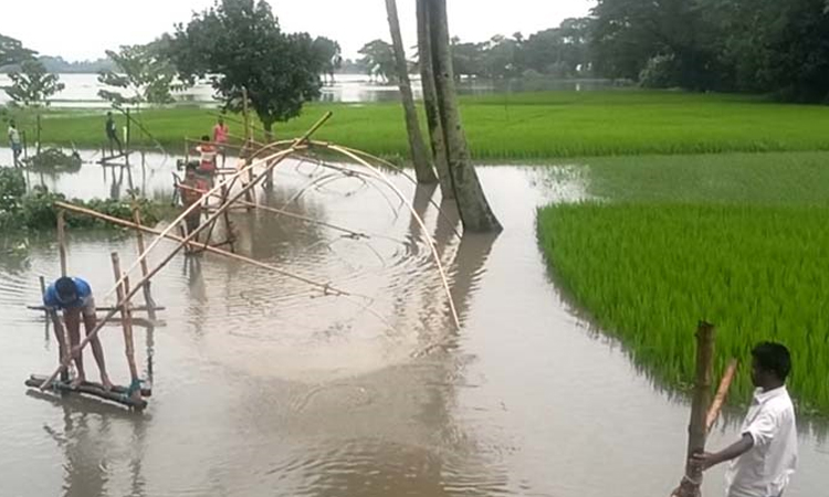 কেন্দুয়ায় প্লাবিত নিম্নাঞ্চল, ভেসে গেছে সহাস্রাধিক পুকুরের মাছ 