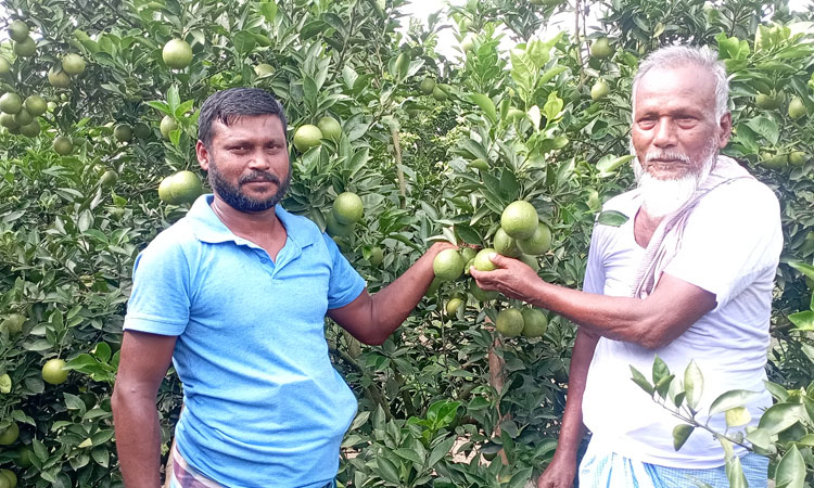 রাণীশংকৈলে মাল্টা চাষে কোটি টাকা বাণিজ্যের সম্ভাবনা