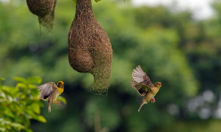 হারিয়ে যাচ্ছে বাবুই পাখি