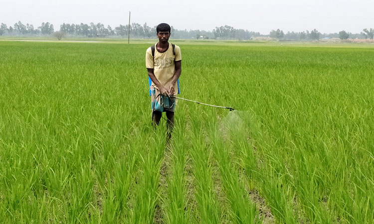 মধুপুরে আমনে স্বপ্ন বুনছেন চাষিরা