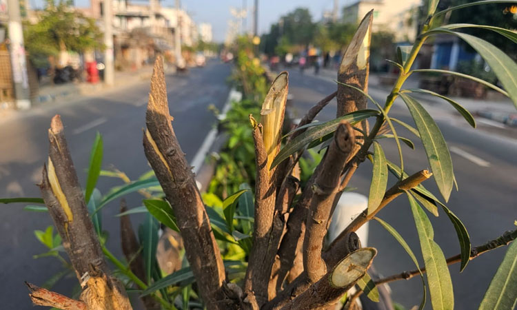 সড়ক বিভাজকের গাছ কেটে ফেলেছে দুর্বৃত্তরা