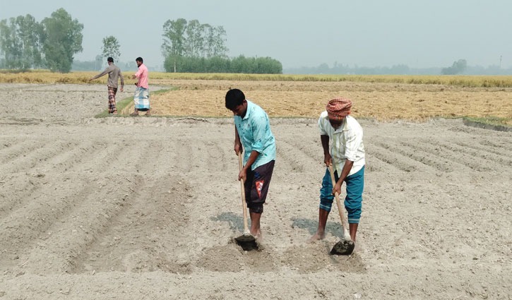 বীজের দামে বিপাকে আলু চাষিরা 