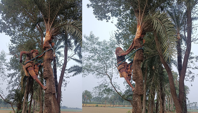 চুয়াডাঙ্গায় শীতের আগমনে খেজুর গাছ পরিচর্যায় ব্যস্ত গাছিরা