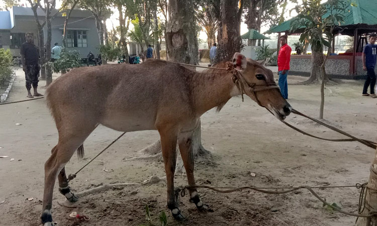 ঠাকুরগাঁওয়ে বিলুপ্তপ্রায় নীলগাই উদ্ধার