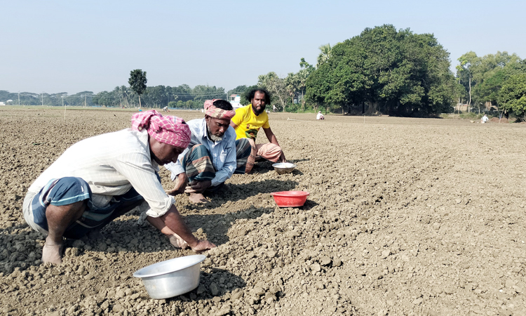 পেঁয়াজ-রসুন আবাদে বিলম্ব, লোকসানের শঙ্কা