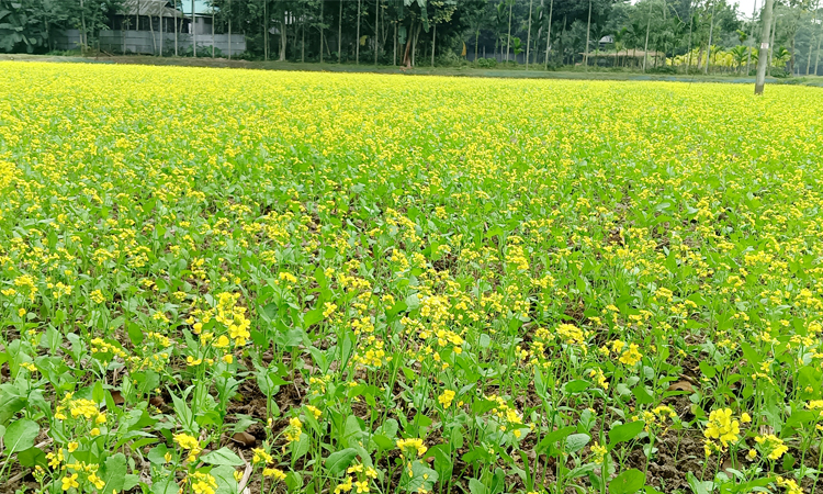 কুড়িগ্রামে সরিষার হলুদে সেজেছে মাঠ