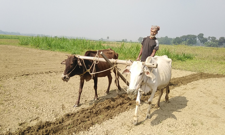 হারিয়ে যাচ্ছে গরু দিয়ে হাল চাষ