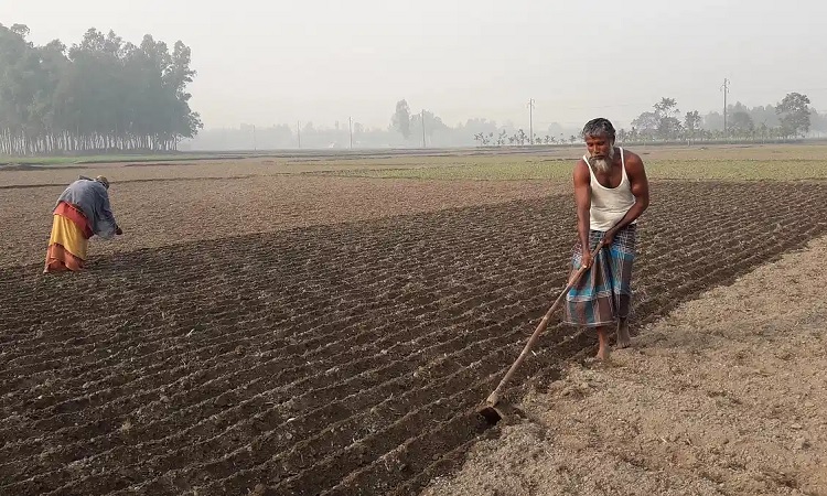 শৈত্যপ্রবাহ নেই, তাপমাত্রা বেড়েছে পঞ্চগড়ে