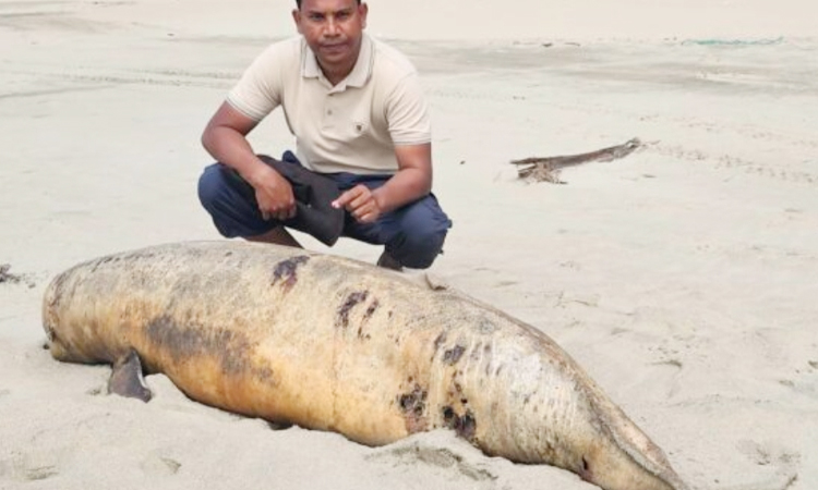 সৈকতে ফের ভেসে এলো মৃত ডলফিন ও রাজকাকড়া