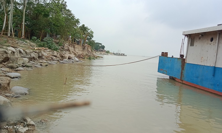 পদ্মায় পানি বেড়ে দৌলতদিয়া ফেরিঘাট ভাঙন আতঙ্ক