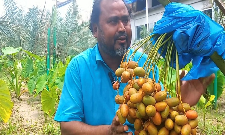 সৌদি আরবের খেজুর চাষে মোতালেবের সাফল্য