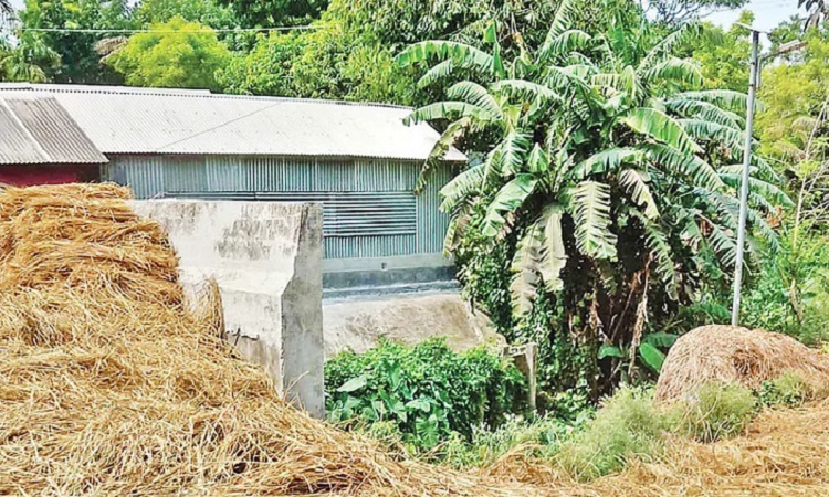 অপরিকল্পিতভাবে কালভার্ট নির্মাণ শতাধিক জমিতে জলাবদ্ধতা