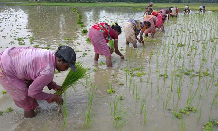 আমন রোপণে ব্যস্ত চাষিরা, ন্যায্য মজুরি পান না নারী শ্রমিকরা