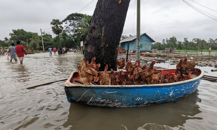 বৃষ্টি আরও কমবে, ২৪ ঘণ্টার মধ্যে বন্যা পরিস্থিতির উন্নতি