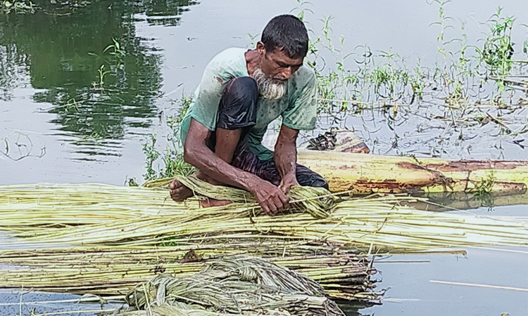 নান্দাইলে পাটের আঁশ ছাড়াতে ব্যস্ত কৃষকরা