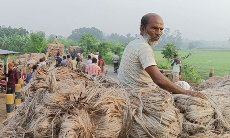 রাজশাহীতে বাজারে উঠেছে নতুন পাট, দাম চাঙা