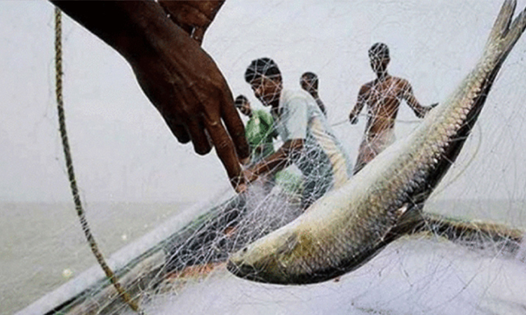 ২২ দিনের জন্য ইলিশ ধরা বন্ধ