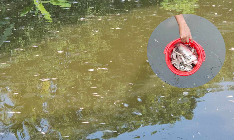 পুকুরে বিষ প্রয়োগ, আড়াই লাখ টাকার ক্ষতি