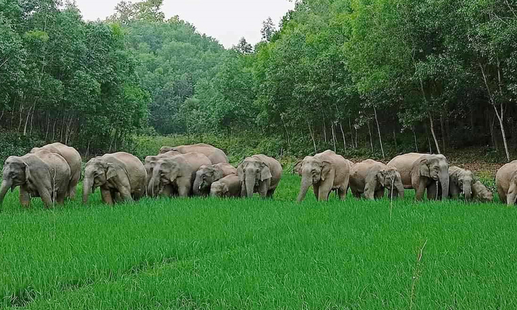 শেরপুরে বন্য হাতির তাণ্ডবে নির্ঘুম রাত কাটছে গ্রামবাসীর