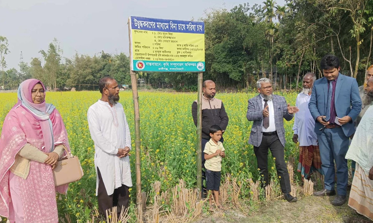 বিনা চাষে সরিষার আবাদ, হলুদ হাসিতে স্বপ্ন দেখছে কৃষক