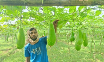 মাচা পদ্ধতিতে লাউ চাষে ঝুঁকছে তরুণরা